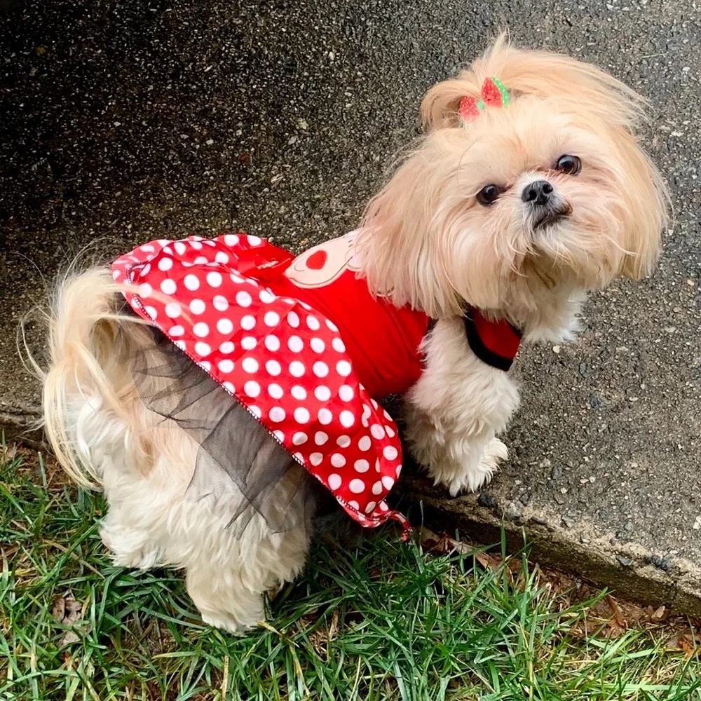 Dog Reindeer Dress - S - Picture 2 of 5